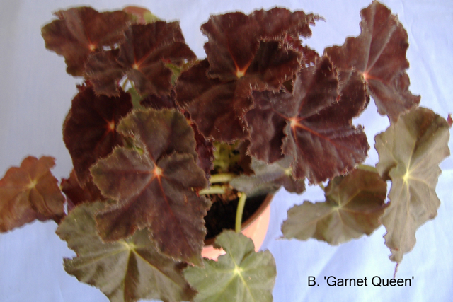 B. ‘Garnet Queen’